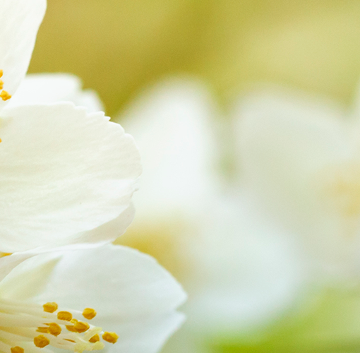 best jasmine perfumes 2021