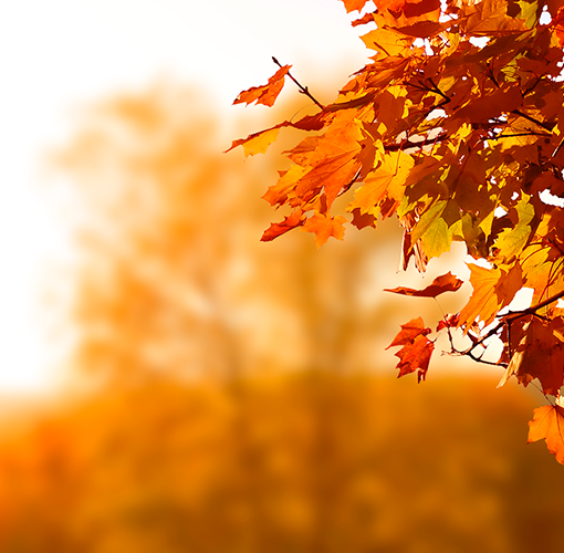 best fall perfumes and colognes