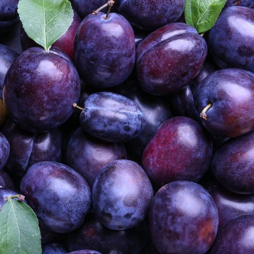 Many ripe plums as background - best plum perfumes